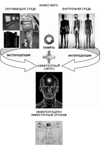 Схема воздействия, восприятия, обработки информации и реакции на нее